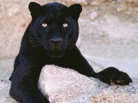 ‏‏أنا panthére noir🐯 أحب كل ما هو نابع من القلب💝💕💘