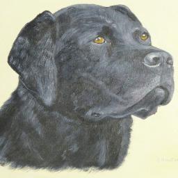 I specialize in painting animals in oil domestic, farm and wildlife. I consider commissions too. I am currently a member of the Association of Animal #Artists.