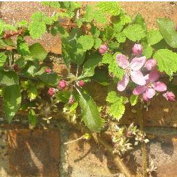 From seed to plate grow everything edible, love herbs, veg, unusual edibles from Skirret to Achocha