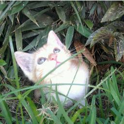 YaYiTa_Orphan's profile picture. 