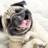 allfunnydogs's profile image
