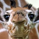 ANA NEGRETE - @nuaru18 - Twitter