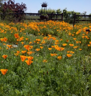 Taller, with more hair, on the podcast, Garden Basics with Farmer Fred. In Sacramento County. Or on my bike, anywhere.