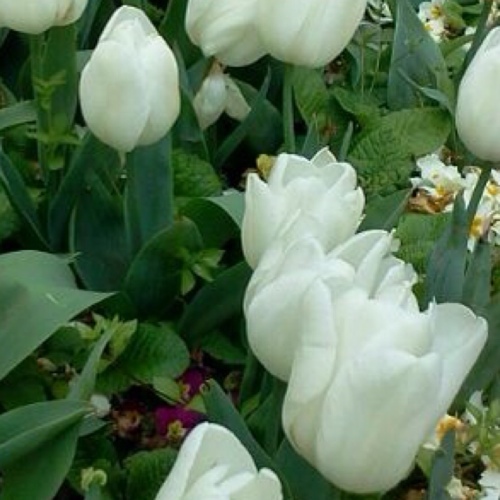 AboMishaary's profile picture. 