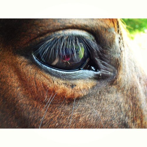 A twitter for all the little problems and difficulties that come with riding a Thoroughbred. Little pains in the butts, but we still love them right?