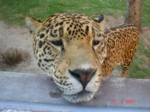 balboa_v's profile picture. 