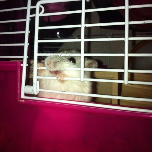 s_l_i_n_g's profile picture. 生息地:ご当地名物が思いつかない都道府県ランキングベスト4の県     好物:粘り気の無いもの