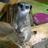 MammyMeerkat's profile image