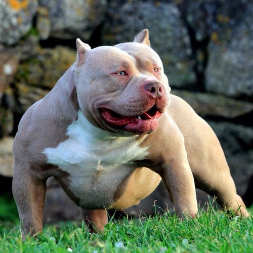 AmericanBully1's profile picture. 