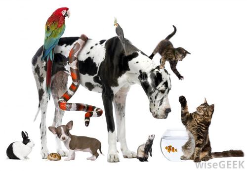 Allsorts Pet Sitting Services. Affordable prices. Fully qualified in Animal Care & Behaviour. No job to big or small! 07895058718 allsortspetsitting@gmail.com