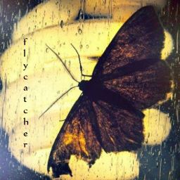 FlycatcherJrnl's profile picture. Through writing and visual art, Flycatcher strives to explore what it means—or what it might mean—to be native to this earth and its particular places.