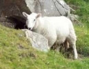 sheepyie Profile Picture