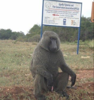 niallmanogue's profile picture. 