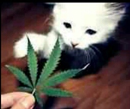 Here where we love cats and smoke cannabis.