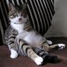 bizenn's profile picture. 日々是道楽。アイコンは愛猫 紋(2023年5月19日没) ヘッダーに写っているのは愛犬 芍(2022年11月21日没)。