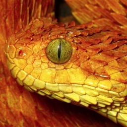 TheFragman's profile picture. If you get me a cup of tea and a packet of custard creams I will be your best friend forever