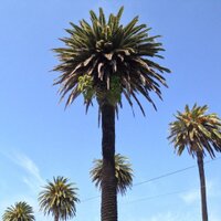Bianca (@redrover32) 's Twitter Profile