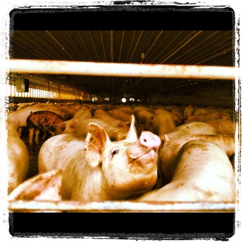 hallaaron81's profile picture. There are 2 sides to every story, but dead men tell no tales. #HAILSTATE Snapchat: Hammerhead_135