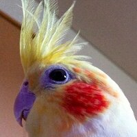 platypus2000jp (@platypus2000jp) 's Twitter Profile Photo platypus2000jp (@platypus2000jp) 's Twitter Profile Photo