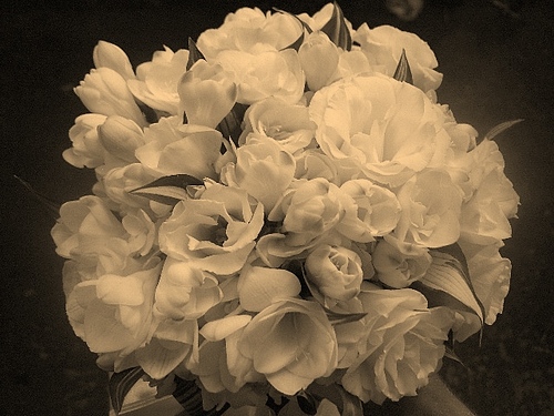 hollidayflower's profile picture. Holliday Flowers provides only the best in Wedding and Event flowers.