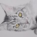 Susan P Barton (@susanpbarton) Twitter profile photo