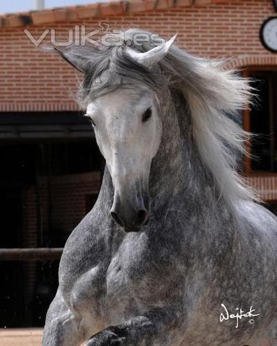 amnte de los caballos