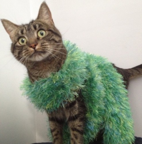 i am a kitteh called tia... i love hoomans - especially when they give me tunas