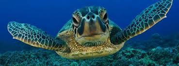 davisdpwax's profile picture. 