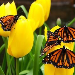 StephanieGros15's profile picture. Mother, teacher, closet techno geek, reader