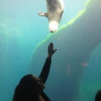Meg not Megalodon (@megmarrrero) 's Twitter Profile