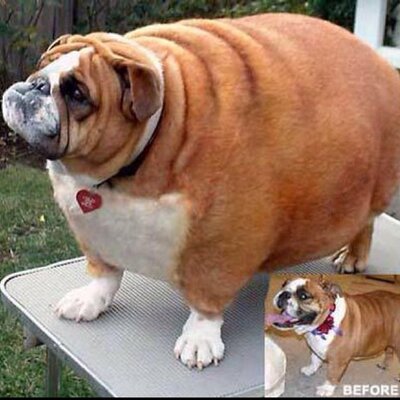 Chubby english store bulldog