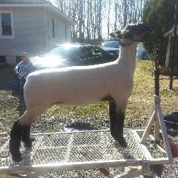 auvillesheep's profile picture. Suffolks & Club Lamb breeders, champion genetics, show quality wethers, rams & ewes. #clublambs #showlambs #marketlambs #suffolk #sheep #auville