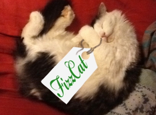 FizzCatCreation's profile picture. Unique jewellery and accessories, handmade with love. Ethical, recycled, fairtrade & eco friendly... handmade by hippies :)