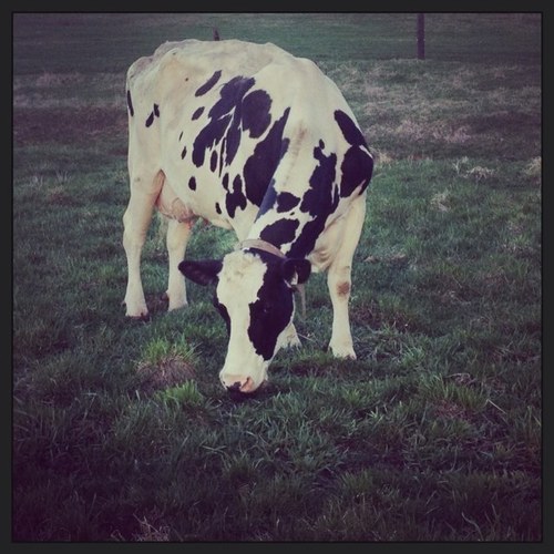 nicole_watson76's profile picture. Live on a small dairy farm in southwestern ont. 
Love those big, framey high type cows! 
Work as an A.I tech for Eastgen. 
Living the dream! :)