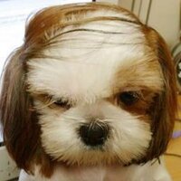 Bartholomew Trump (@trumpsdog) 's Twitter Profile