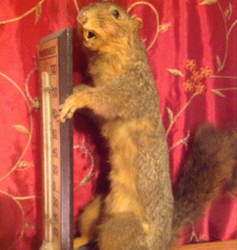 Insert Name Here 🐿️さんのプロフィール画像