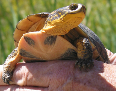 FriendsoftheRouge Profile