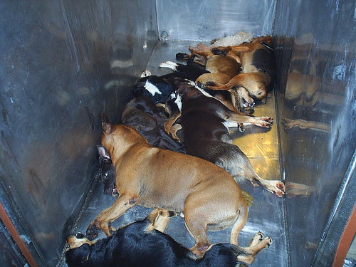 Take Action 2! - Ban Animal Gas Chambers in Canada