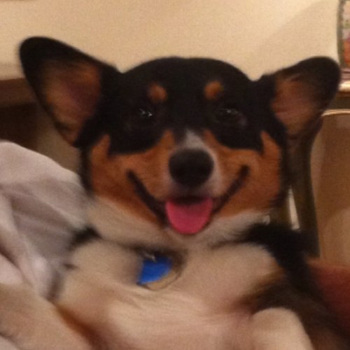 i'm just a little dog and i work at an antiques shop with my friends