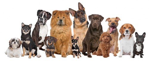 http://t.co/8UBXTA2hHN is here to help pet owners from all over the country get the insurance they and their pets deserve.