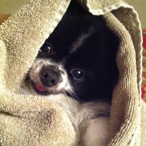 elmoethepom's profile picture. I am a 5 year old Pom. I have 2 Lab sisters, but I am mama's favorite. Daisy and Miss Ellie are daddy's girls. My dream is to one day smell giggy the Pom's bum.