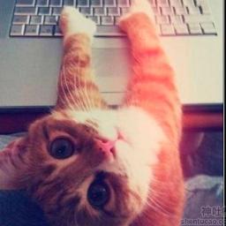 cat- my love~