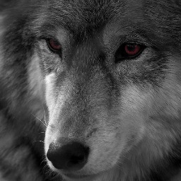 Accursed in a wolf's body, she seeks her family and a new life #RP18 #RPAcc #OC #ShapeShifter