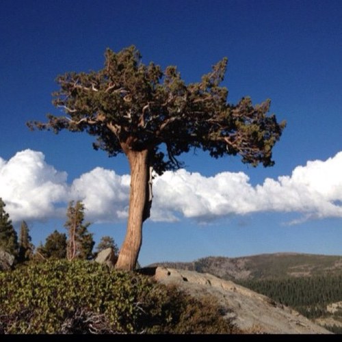 diegotrio's profile picture. 