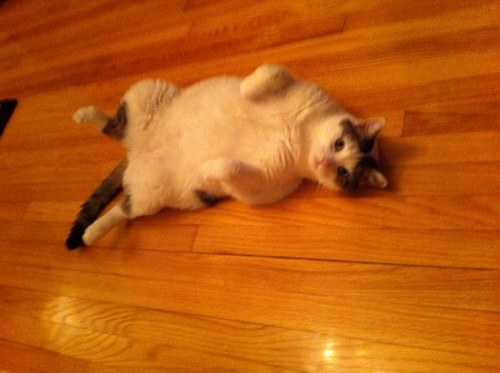 OscarTheBigCat's profile picture. Im a fat cat i happen to be single, im pretty sexy,im looking for a lady cat that can rub up on me any takers?