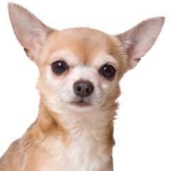 A free web site for finding lost dogs and reuniting found dogs with their owners in and around El Paso, Texas