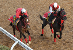 高校野球(茨城、竜ヶ崎一応援、観戦速報)
競馬・一口馬主(キャロット・シルク)代表馬:フィフスペトル、ブライトエンブレム。現役馬:ライトウォーリア、キープスマイリング、イリディセント、バズアップビート、ヴィジブルライト他固定ツイート参照
プロレス、愛犬マルプー、立ち食いそば、ラーメン他
同じ趣味の方フォロバ100%