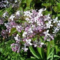 초코송이 (@gotagoro) 's Twitter Profile