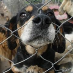 FOSthassos's profile picture. Caring for stray dogs and cats on the Greek Island of Thassos. All volunatarily