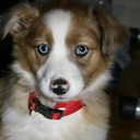 Denise Geiger - @amcgremlin73 - Twitter